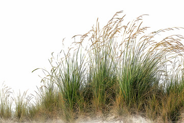 Fototapeta premium Tall, wispy grasses with wheat-toned seed heads on a sandy patch, against a white backdrop