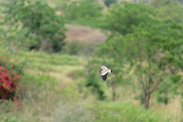 Bird in flight