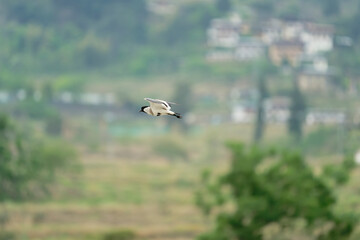 Bird in flight