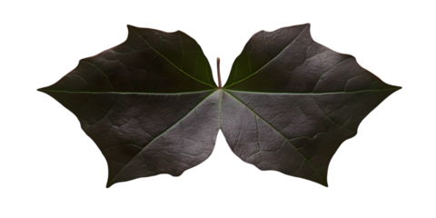 Isolated Detailed Dark Green Leaf Illustration Background