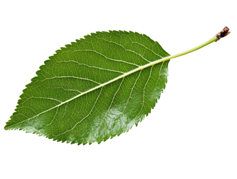Isolated Detailed Green Leaf Illustration