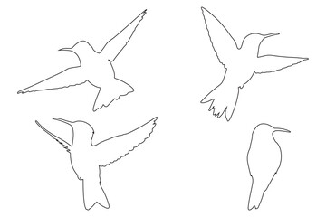 Hummingbird outline Icon Set Vector Illustration of Flying Birds