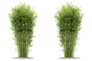 Isolated Green Bamboo Plants Illustration; Realistic Green Bamboo Plants, Lush Foliage, Vertical Arrangement; Perfect For Nature Design, Environmental Backgrounds, Garden Decor, Or Decorative Elements