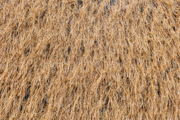 Yellow grass texture lines close up photo