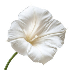 Moonflower in full bloom shows delicate white petals and green stem against a clear Transparent background, moonflower isolated on PNG background