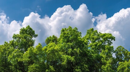 Obraz premium Lush Green Tree Tops Under Bright Blue Sky with Fluffy Clouds