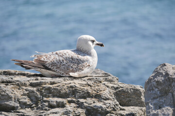 Seagull resting on a rocky shore by the ocean in bright sunlight
