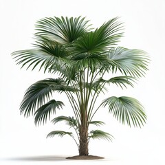 Obraz premium Slender Trunk Palm Tree with Large Fan-Like Leaves in Isolation