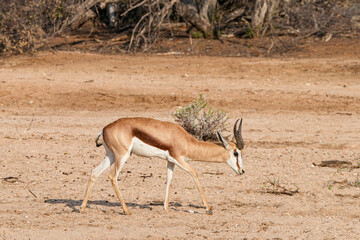 Einzelner Springbock portraitiert in freier Wildbahn in Etosha