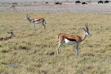 Springböcke in freier Wildbahn in Etosha