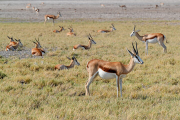 Springböcke in freier Wildbahn in Etosha