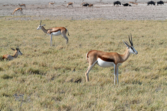 Springb&ouml;cke in freier Wildbahn in Etosha