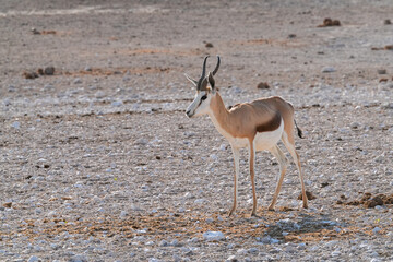 Einzelner Springbock portraitiert in freier Wildbahn in Etosha