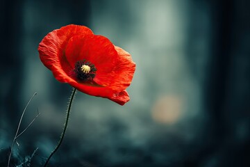 Single poppy in misty forest