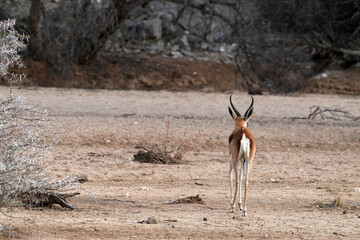 Einzelner Springbock portraitiert in freier Wildbahn in Etosha