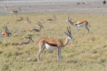 Springböcke in freier Wildbahn in Etosha