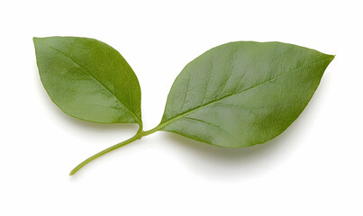 Paired, green leaves on a stem, seen on a white background, showcasing natural simplicity