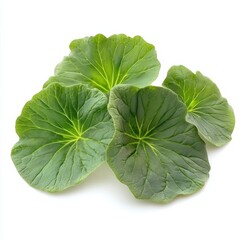 Fresh Green Spinach Leaves Isolated on White Background