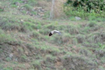 Bird in flight