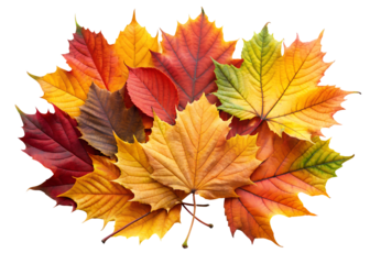 vibrant autumn leaves clipart image on transparent background
