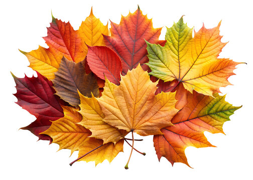 vibrant autumn leaves clipart image on transparent background