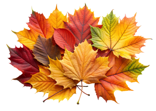 vibrant autumn leaves clipart image on transparent background
