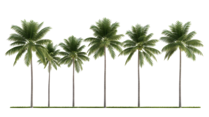 Isolated Palm Trees Illustration Background