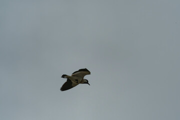Bird in flight