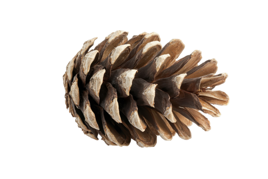 Detailed picture of a single, dried pine cone, showcasing its intricate scales and natural tones.  The cone is presented in sharp focus against a dark background.