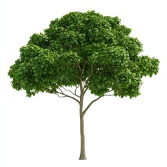 Compact Tree with Small Round Leaves in Natural Environment