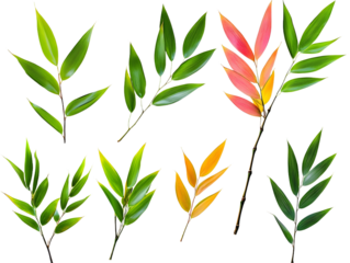 A set of vibrant bamboo leaves in different lengths, isolated on transparent background, PNG file.