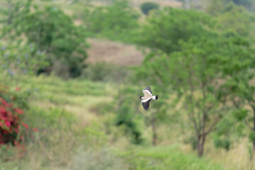 Bird in flight