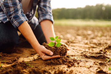 Close-up of a young gardener's hands holding a green sprout against the backdrop of an agricultural field. A male agronomist plants a plant in fertile soil at sunset. Gardening and farming concept.
