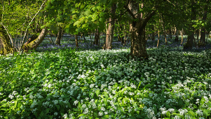 Wild garlic and bluebells in full bloom in ancient woodland near Little Bayhem on the high weald east Sussex and Kent border south east England UK