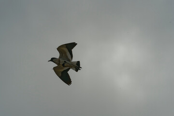 Bird in flight