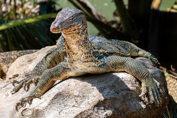Asian Water Monitor lizard (Varanus salvator) laying on a rock in Lumphini Park, Bangkok, Thailand. Looking at camera.
