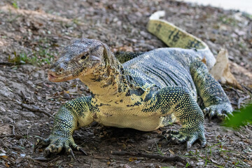 Asian Water Monitor lizard (Varanus salvator) in lake at Lumphini Park, Bangkok, Thailand. Walking towards camera. 
