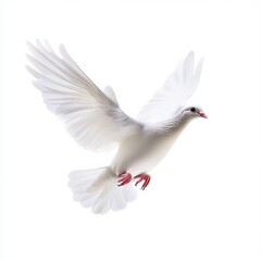 Obraz premium White Dove Takes Flight into the Sky Symbolizing Peace and Freedom