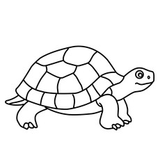 illustration of a tortoise sketch on a white background
