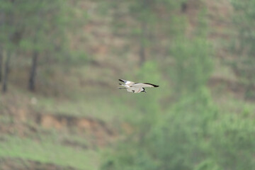 Bird in flight