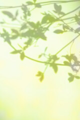 글라데이션 컬러의 식물 그림자 배경