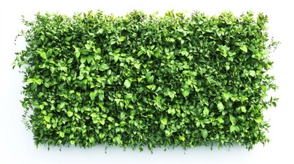 Obraz premium Living green walls isolated on white background