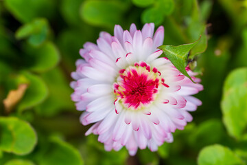 Vibrant Pink-Tipped English Daisy Bloom in Natural Green Setting. Macro Detail of Fresh Bellis Perennis Flower with Striking Crimson Centre © Aimur