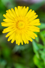 A bright yellow dandelion flower with delicate petals against a soft green natural backdrop. Beautiful macro photography of a common wildflower showing intricate floral structure and vivid colour