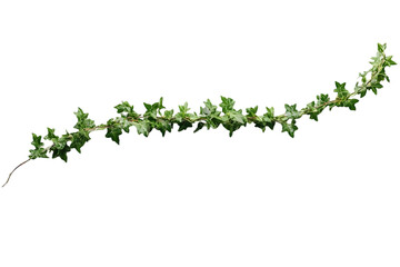 Ivy Vine Branch Isolated Transparent Background Photo