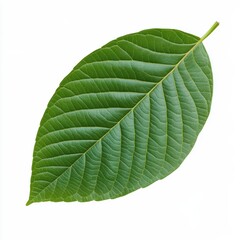 Detailed Isolated Leaf Clipart on White Background for Design Use