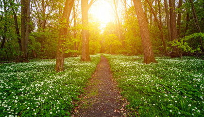 Fototapeta premium serene forest path illuminated by sunlight, surrounded by lush greenery and blooming white flowers, invites tranquility and exploration. vibrant colors and natural beauty create peaceful