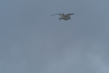 Bird in flight