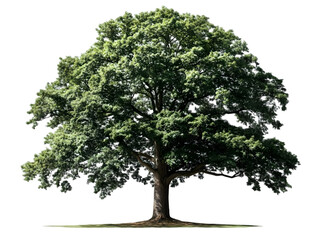 Large Isolated Green Tree Illustration Background
