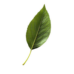 Obraz premium Isolated green leaf on a Transparent background showcasing vibrant texture and detail, Leavesisolated on PNG background